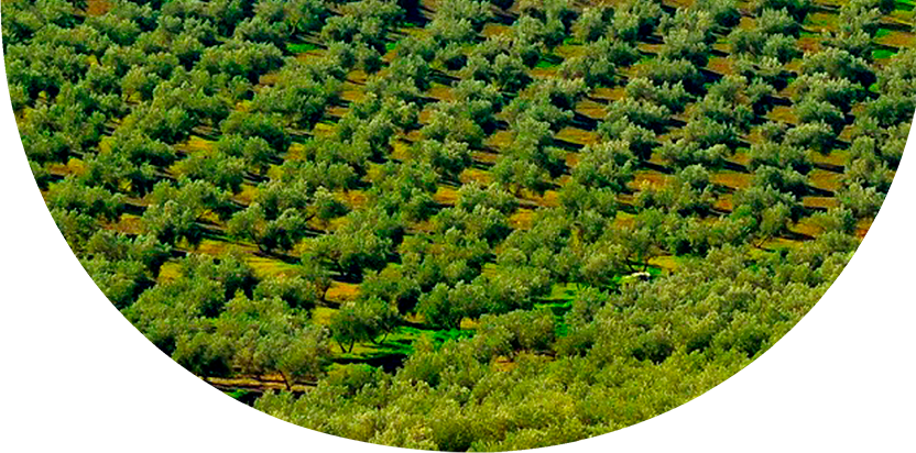 Fondo Pie Olivos