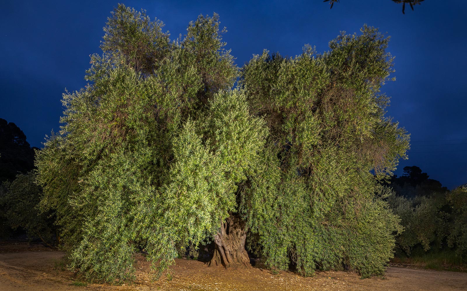 Olivo milenario