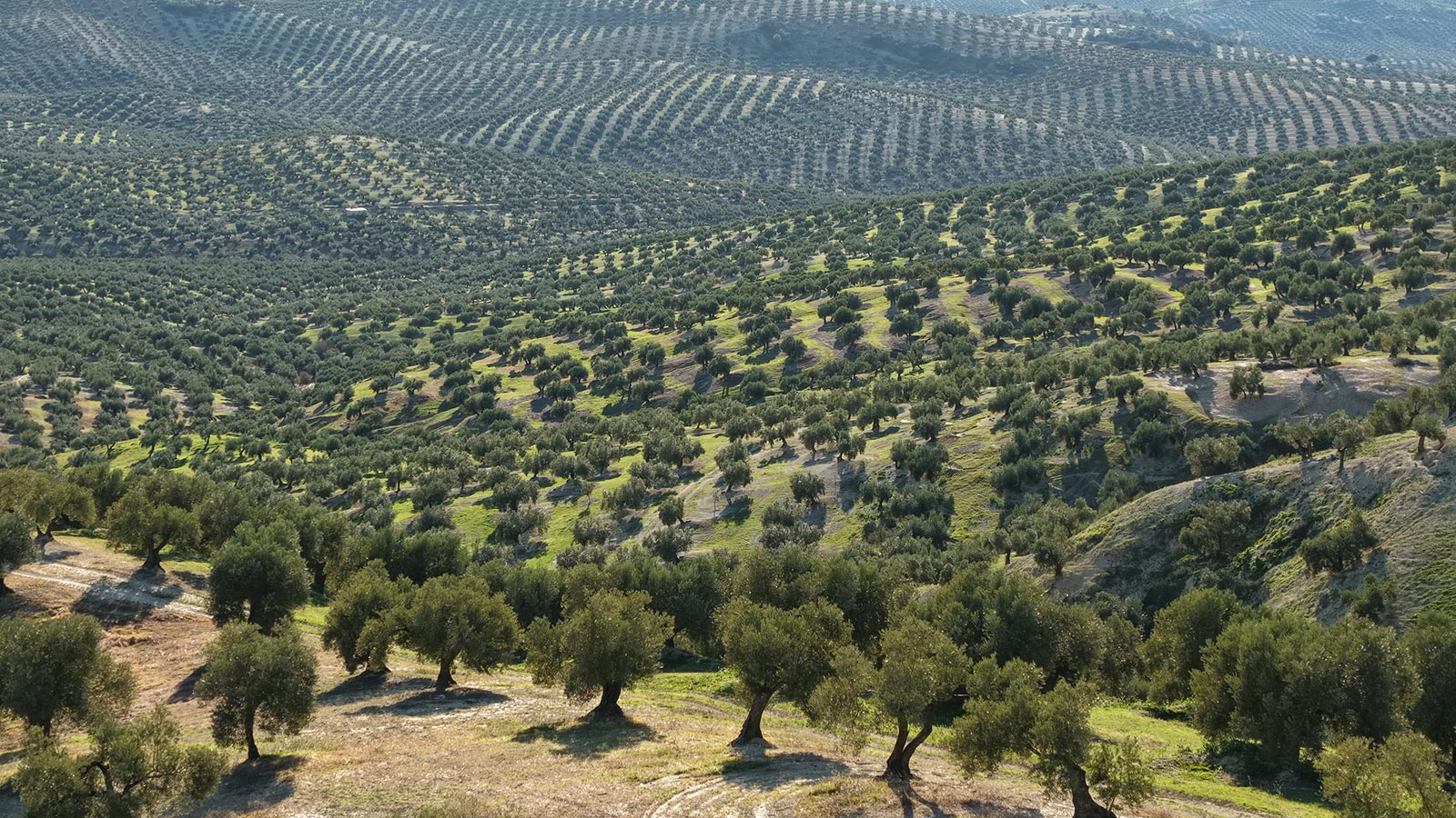 Variedad Diversa