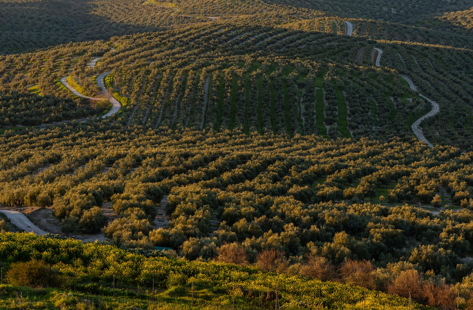 Imagen Cerros de Úbeda