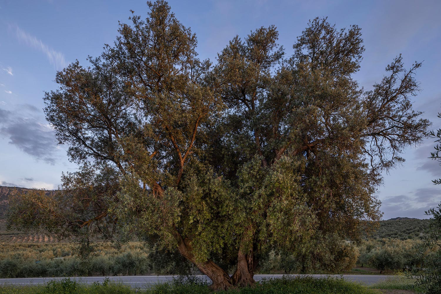 Olivo Centenario Era de la Zarza